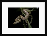 Elaphe obsoleta quadrivittata (yellow rat snake) by Anonymous