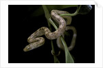 Elaphe obsoleta quadrivittata (yellow rat snake) by Anonymous