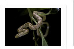 Elaphe obsoleta quadrivittata (yellow rat snake) by Anonymous
