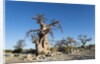 Baobab Trees, Kubu Island, Botswana by Anonymous