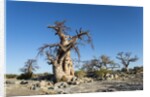 Baobab Trees, Kubu Island, Botswana by Anonymous