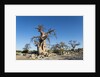 Baobab Trees, Kubu Island, Botswana by Anonymous