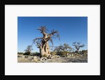Baobab Trees, Kubu Island, Botswana by Anonymous