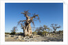 Baobab Trees, Kubu Island, Botswana by Anonymous