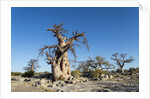 Baobab Trees, Kubu Island, Botswana by Anonymous