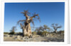 Baobab Trees, Kubu Island, Botswana by Anonymous