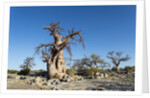 Baobab Trees, Kubu Island, Botswana by Anonymous