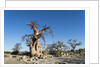 Baobab Trees, Kubu Island, Botswana by Anonymous