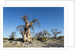 Baobab Trees, Kubu Island, Botswana by Anonymous
