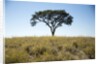Acacia Tree, Makgadikgadi Pan, Botswana by Anonymous