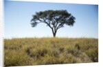 Acacia Tree, Makgadikgadi Pan, Botswana by Anonymous