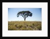 Acacia Tree, Makgadikgadi Pan, Botswana by Anonymous