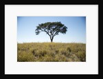 Acacia Tree, Makgadikgadi Pan, Botswana by Anonymous