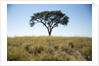 Acacia Tree, Makgadikgadi Pan, Botswana by Anonymous