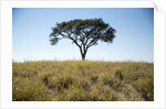 Acacia Tree, Makgadikgadi Pan, Botswana by Anonymous
