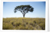 Acacia Tree, Makgadikgadi Pan, Botswana by Anonymous