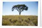 Acacia Tree, Makgadikgadi Pan, Botswana by Anonymous