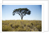 Acacia Tree, Makgadikgadi Pan, Botswana by Anonymous