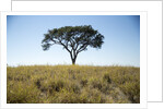 Acacia Tree, Makgadikgadi Pan, Botswana by Anonymous