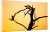 Birds on Tree at Dawn, Moremi Game Reserve, Botswana by Anonymous