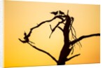 Birds on Tree at Dawn, Moremi Game Reserve, Botswana by Anonymous