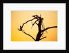 Birds on Tree at Dawn, Moremi Game Reserve, Botswana by Anonymous