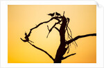 Birds on Tree at Dawn, Moremi Game Reserve, Botswana by Anonymous