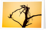 Birds on Tree at Dawn, Moremi Game Reserve, Botswana by Anonymous