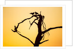 Birds on Tree at Dawn, Moremi Game Reserve, Botswana by Anonymous