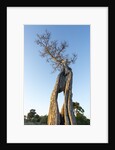 Acacia Tree at Sunset, Moremi Game Reserve, Botswana by Anonymous