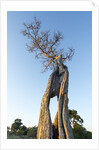 Acacia Tree at Sunset, Moremi Game Reserve, Botswana by Anonymous