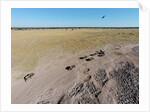 Aerial View of Wildebeest, Khama Rhino Reserve by Anonymous