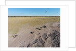 Aerial View of Wildebeest, Khama Rhino Reserve by Anonymous