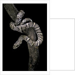 Elaphe schrencki schrencki (Amur rat snake) by Anonymous