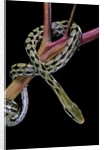 Elaphe taeniura friesi (Taiwan beauty snake) by Anonymous
