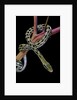 Elaphe taeniura friesi (Taiwan beauty snake) by Anonymous