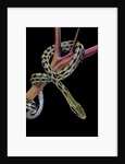 Elaphe taeniura friesi (Taiwan beauty snake) by Anonymous