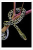Elaphe taeniura friesi (Taiwan beauty snake) by Anonymous
