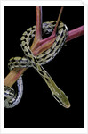 Elaphe taeniura friesi (Taiwan beauty snake) by Anonymous