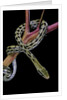 Elaphe taeniura friesi (Taiwan beauty snake) by Anonymous