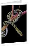 Elaphe taeniura friesi (Taiwan beauty snake) by Anonymous
