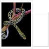 Elaphe taeniura friesi (Taiwan beauty snake) by Anonymous