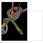 Elaphe taeniura friesi (Taiwan beauty snake) by Anonymous