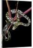 Elaphe taeniura friesi (Taiwan beauty snake) by Anonymous