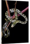 Elaphe taeniura friesi (Taiwan beauty snake) by Anonymous