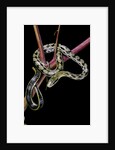 Elaphe taeniura friesi (Taiwan beauty snake) by Anonymous