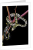 Elaphe taeniura friesi (Taiwan beauty snake) by Anonymous