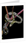 Elaphe taeniura friesi (Taiwan beauty snake) by Anonymous