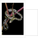 Elaphe taeniura friesi (Taiwan beauty snake) by Anonymous
