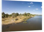 Aerial View of Hippo Pond, Moremi Game Reserve, Botswana by Anonymous